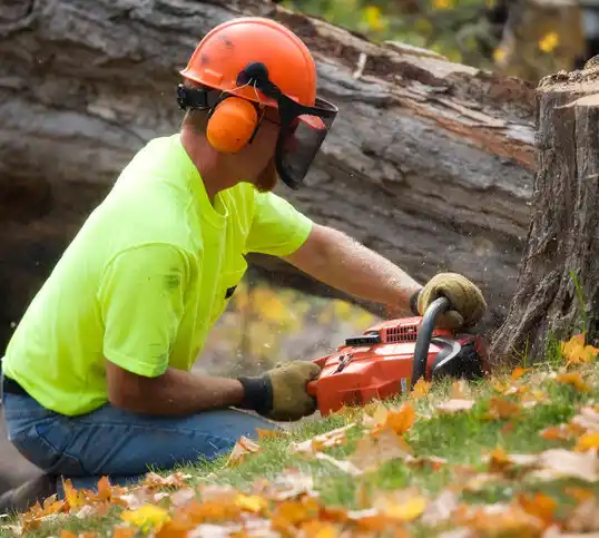 tree services Mills River